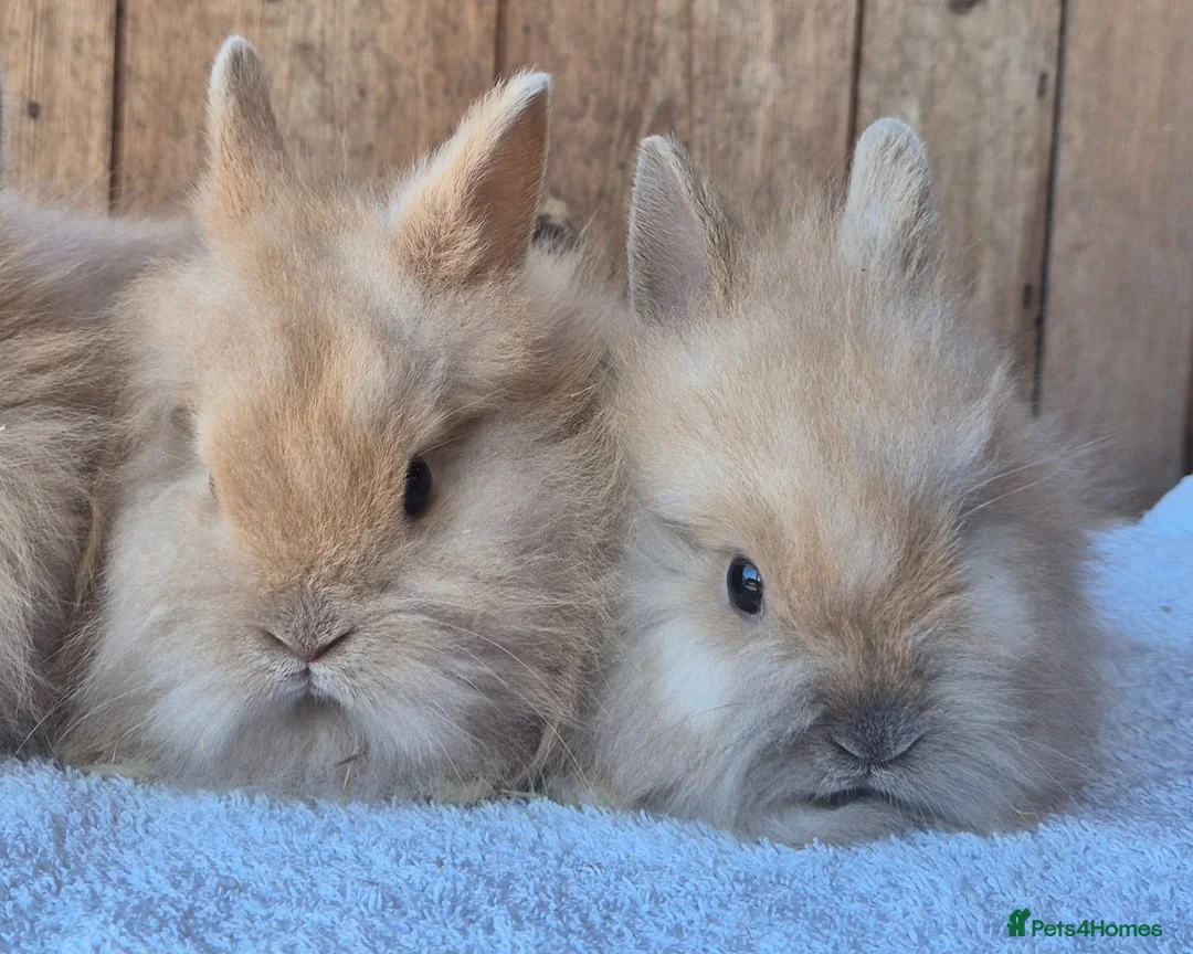 Lionhead rabbits for sale: Lion head baby girls  - Advert 2