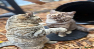 British Shorthair cats - Advert 6