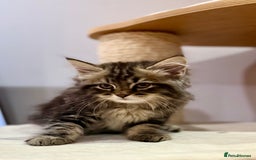Siberian cats for sale: Champion line kitten😻😽🐈 - Image 6
