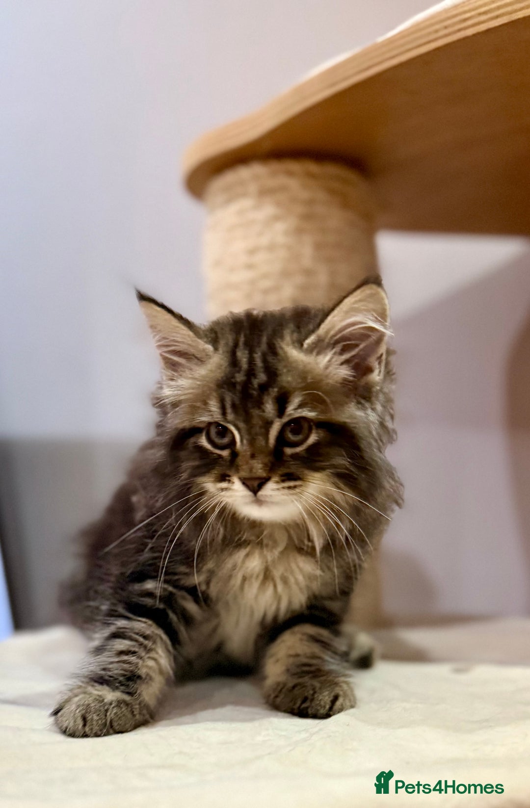 Siberian cats for sale: Champion line kitten😻😽🐈 - Image 6