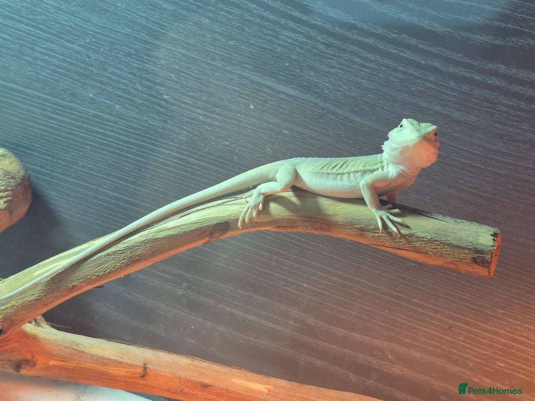 Bearded Dragon reptiles for sale: Bearded dragons  babies  - Advert 1