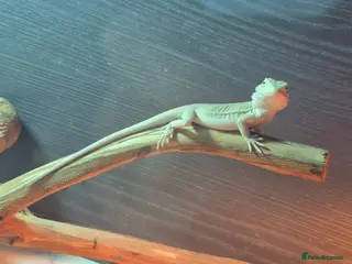 Bearded Dragon reptiles Bearded dragons babies - Advert 7