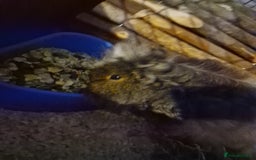 Guinea Pig rodents for sale: X2 male texel boars  - Advert 4