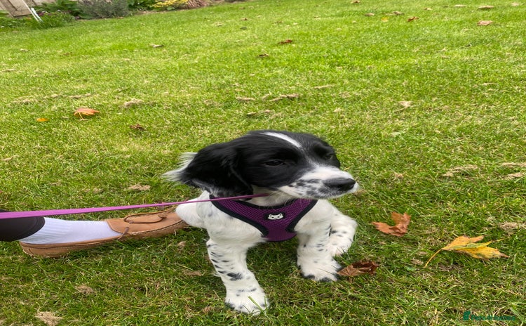 English Springer Spaniel dogs - Advert 2