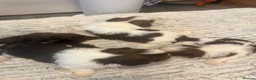 Shih Tzu dogs for sale: Karashishi Full KC imperial Shih-Tzu pups for sale - Advert 14