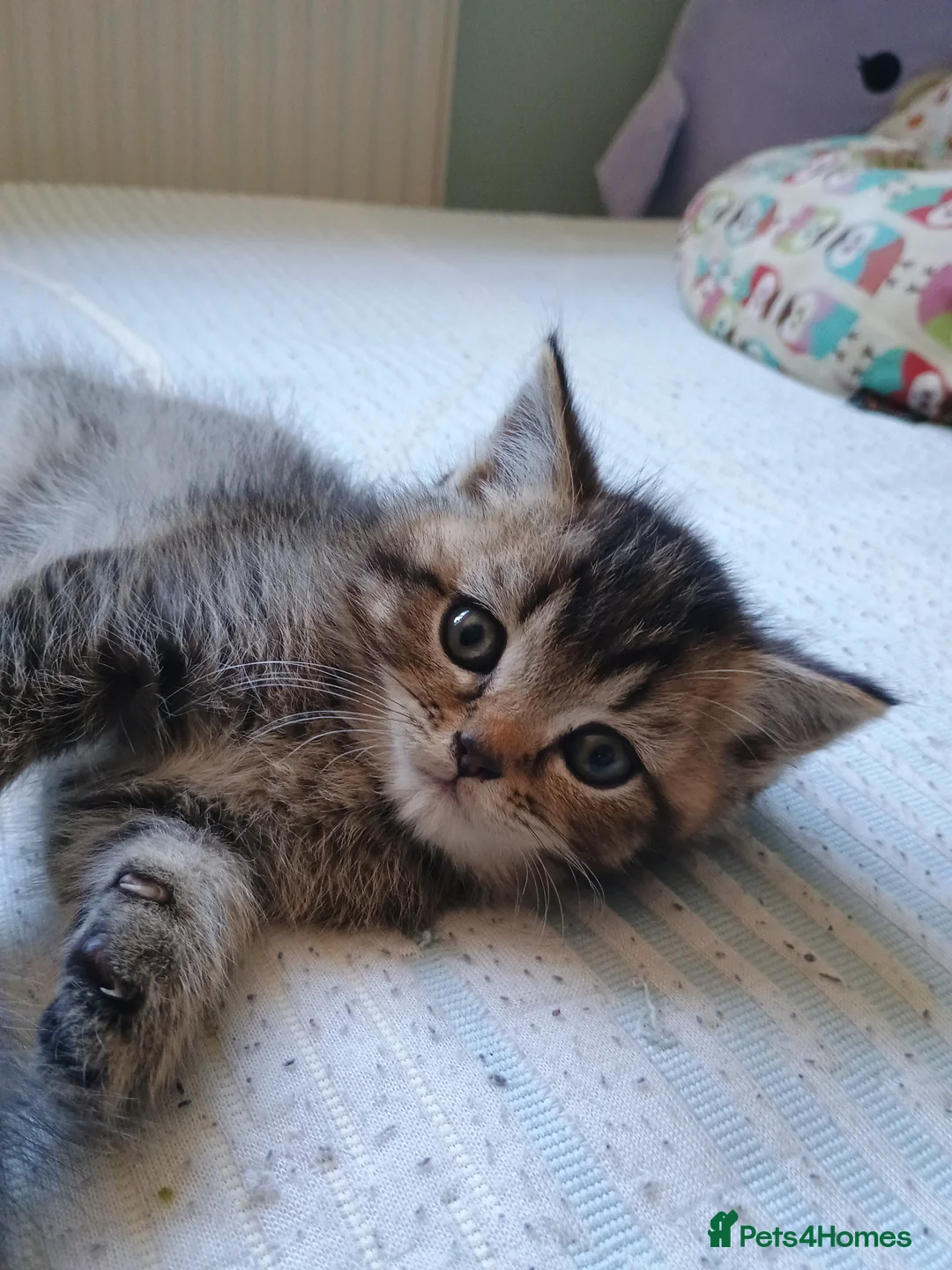 British Shorthair cats for sale: Gorgeous British shorthair kitten, ready now - Advert 2