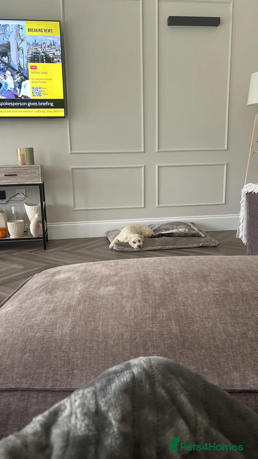 Mixed Breed dogs for sale: Reggie  - Advert 2