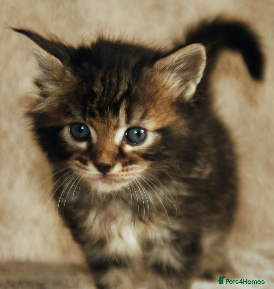 Ragcoon cats for sale: Ragcoon (Ragdoll x Maine Coon) Kittens  - Advert 2
