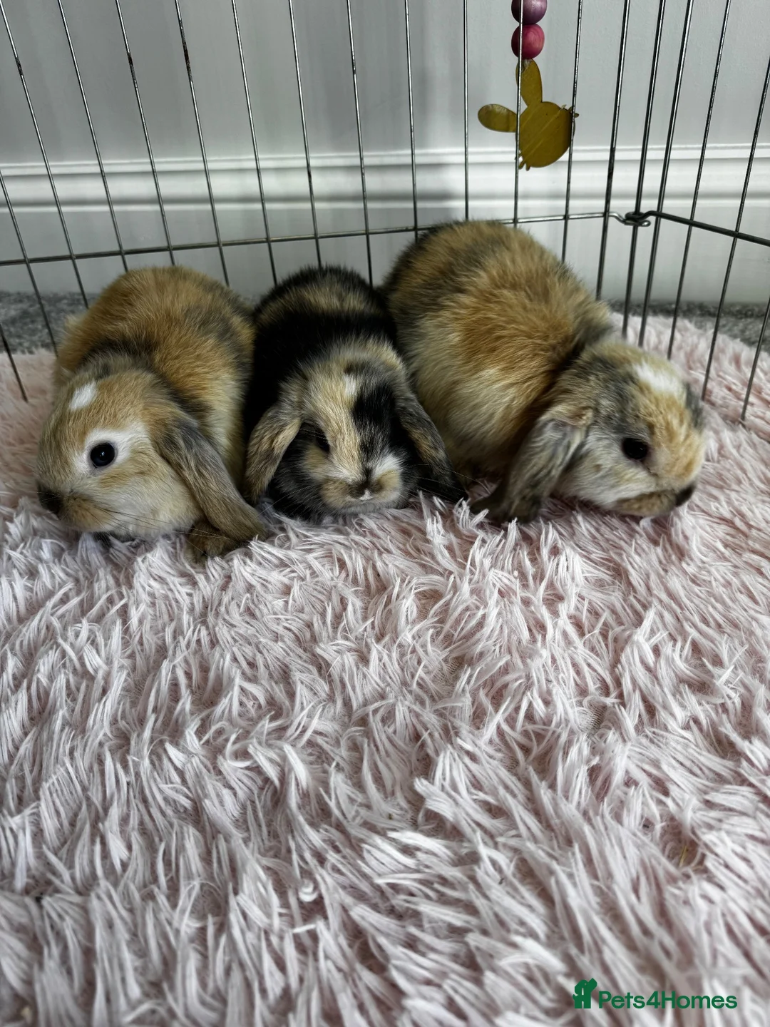Mini Lop rabbits for sale: Gorgeous Baby Mini Lop Girls - Advert 2