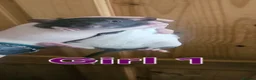 Rat rodents for sale: Young rats for sale - Advert 7