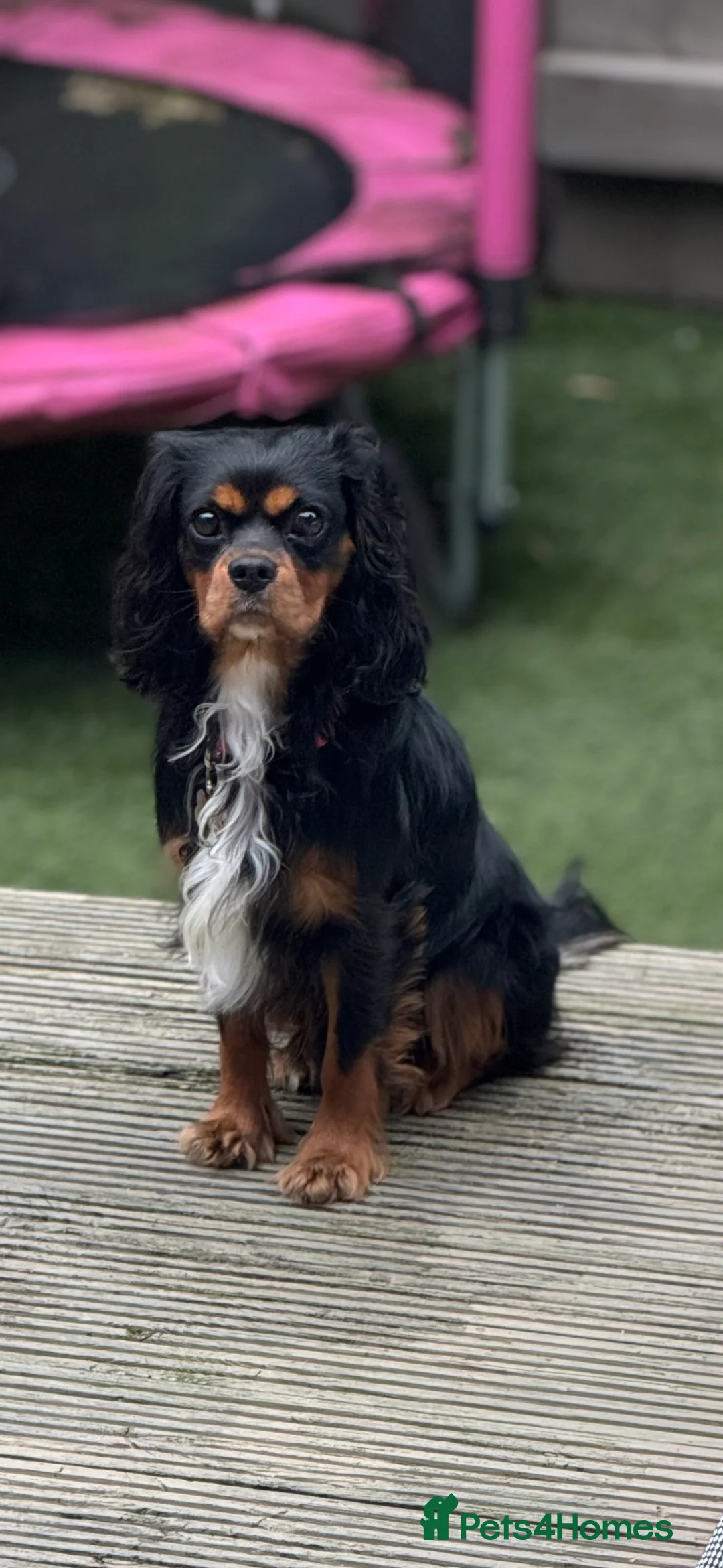 Cavalier King Charles Spaniel dogs for stud: *PROVEN* HEALTH TESTED Black & Tan Cavalier STUD in Oldham - Advert 5