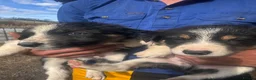 Border Collie dogs for sale: Merle and collie pups  - Advert 3