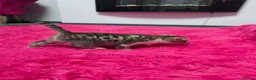 Mixed Breed cats for sale: Beautifull kittens ready to go  - Advert 15