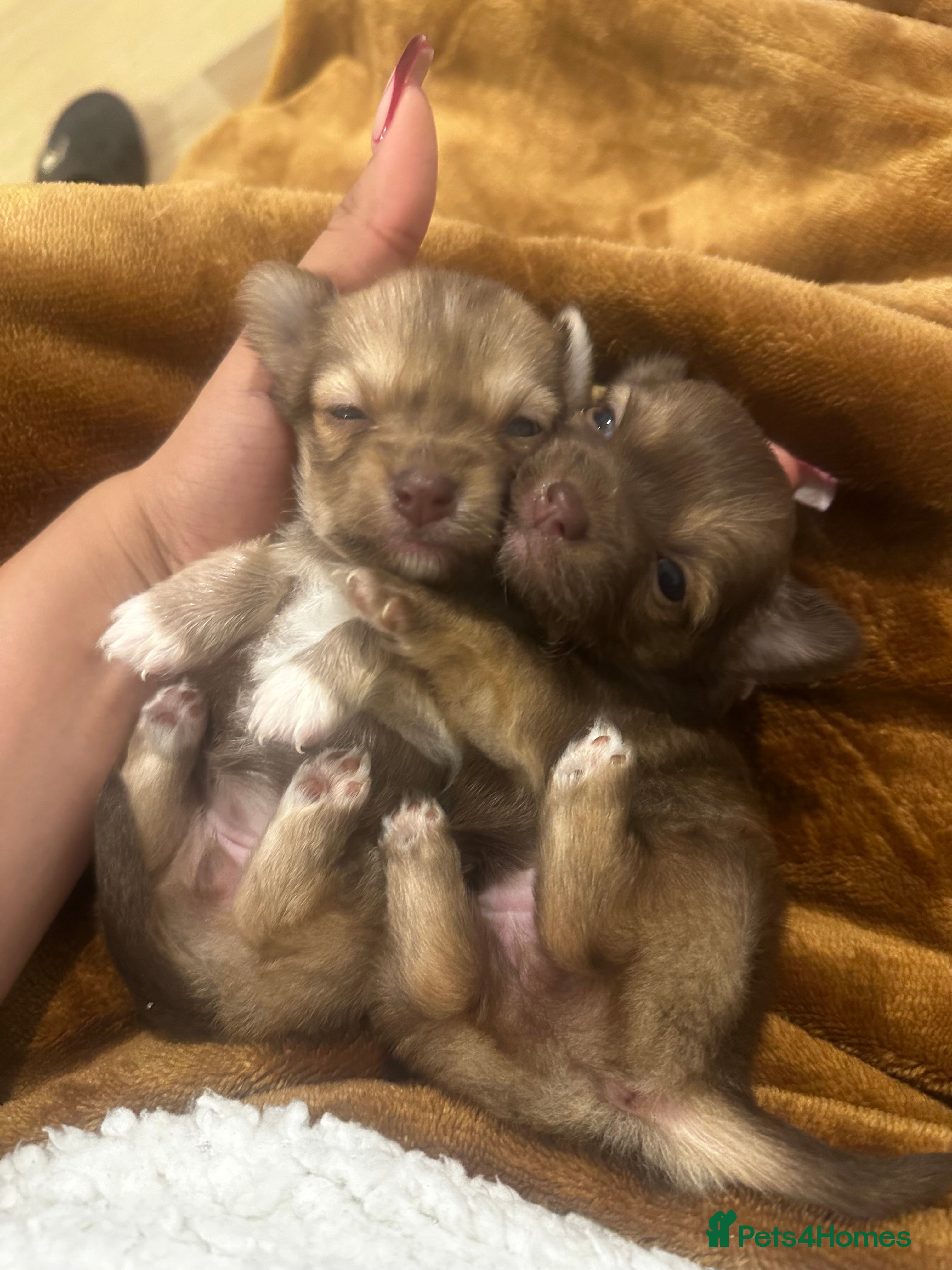 Chihuahua dogs Two Beautiful Female Chocolate Chihuahua Puppies - Advert 6