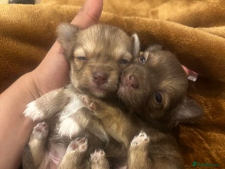 Chihuahua dogs Two Beautiful Female Chocolate Chihuahua Puppies - Advert 6