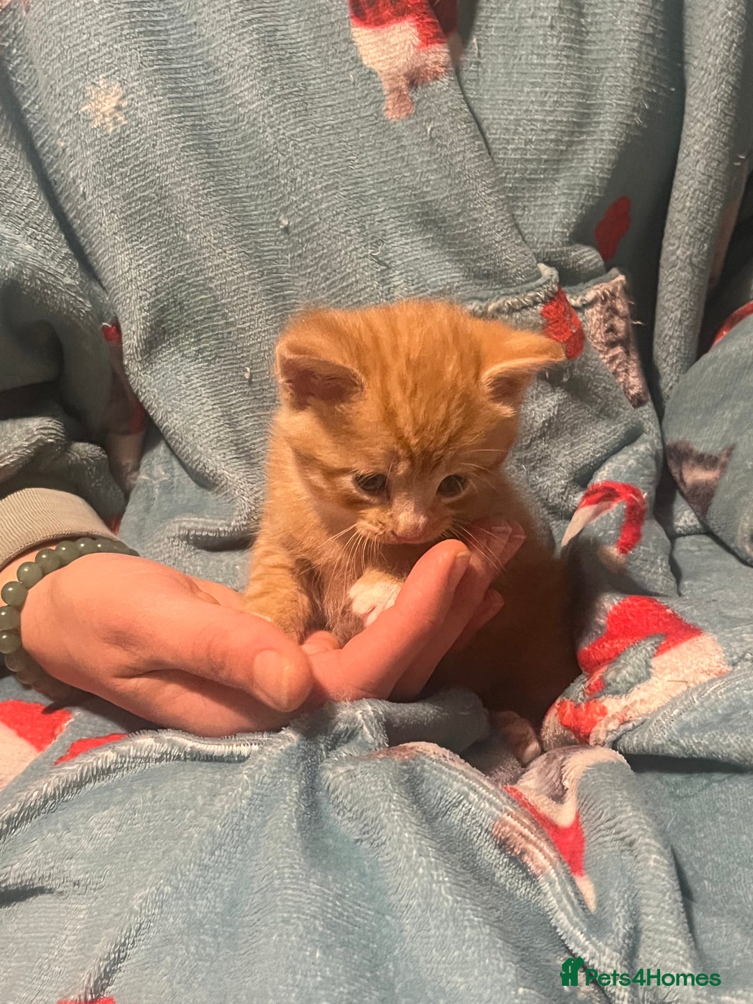 Mixed Breed cats for sale: Orange kitties 💕🍊 - Advert 12