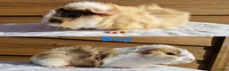 Guinea Pig rodents for sale: Baby guinea pigs - Boys & Girls Available in Carnforth - Advert 4