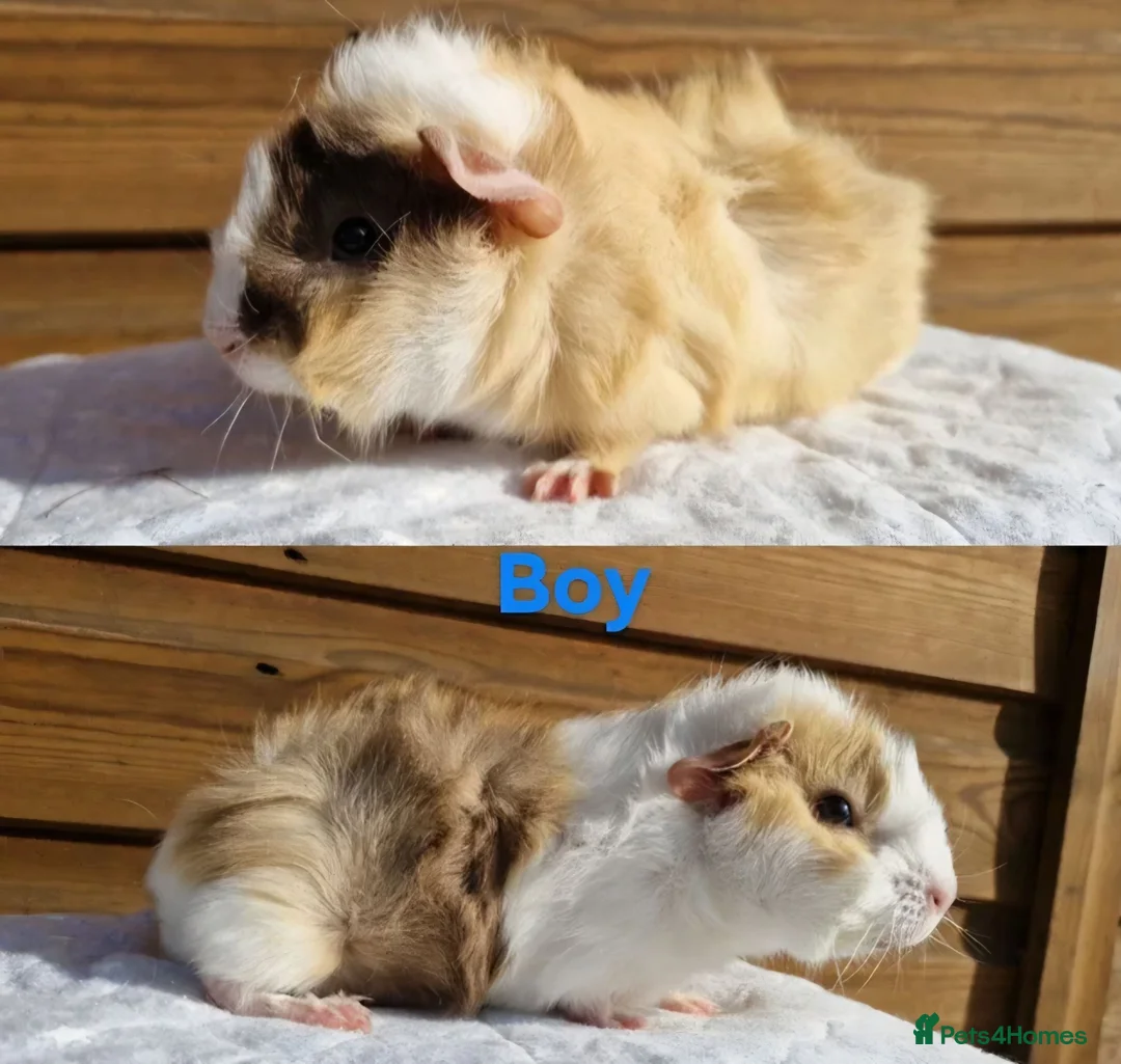 Guinea Pig rodents for sale: 3x Male baby guinea pigs  - Advert 2