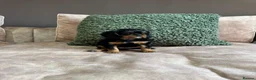 Cavalier King Charles Spaniel dogs for sale: Donna Jays Petite Cavaliers 🌟🌟🌟🌟🌟 - Advert 14