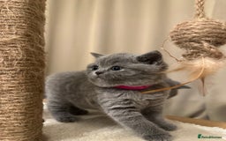 British Shorthair cats for sale: British Shorthair kittens Lilac/Blue 3 Girls 1 Boy - Image 20