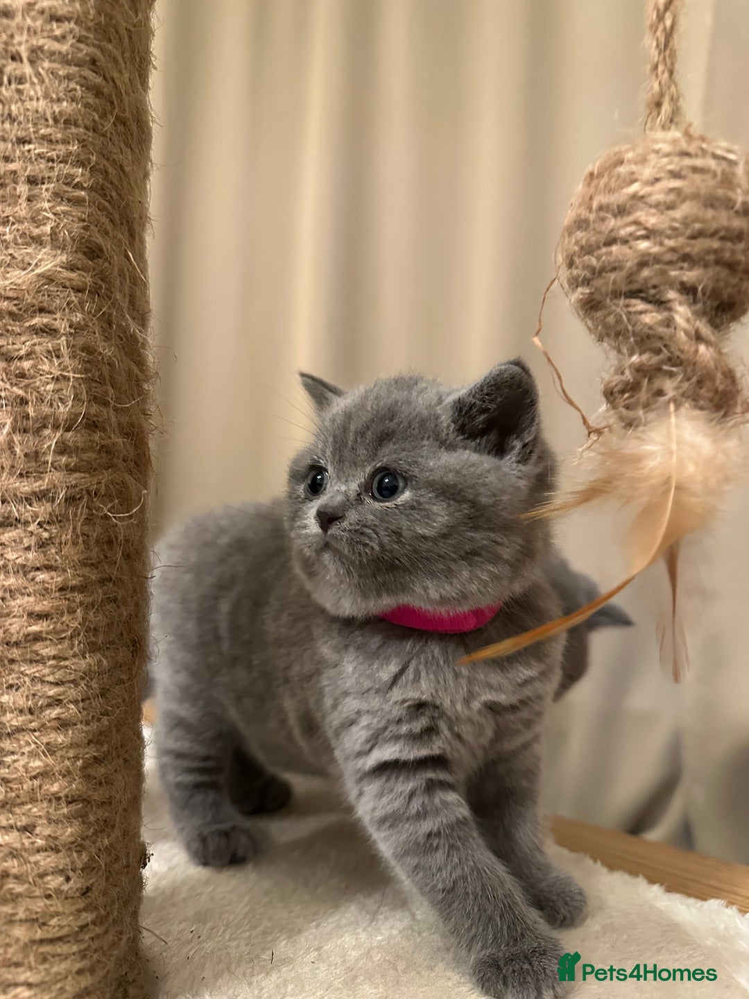 British Shorthair cats for sale: British Shorthair kittens Lilac/Blue 3 Girls 1 Boy - Image 20