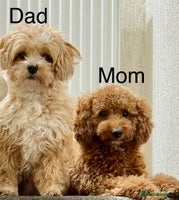 Maltipoo dogs - Advert 2