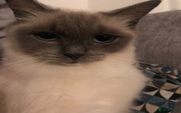 Ragdoll cats for sale: 2 x GCCF Registered Ragdolls for Sale - Image 13