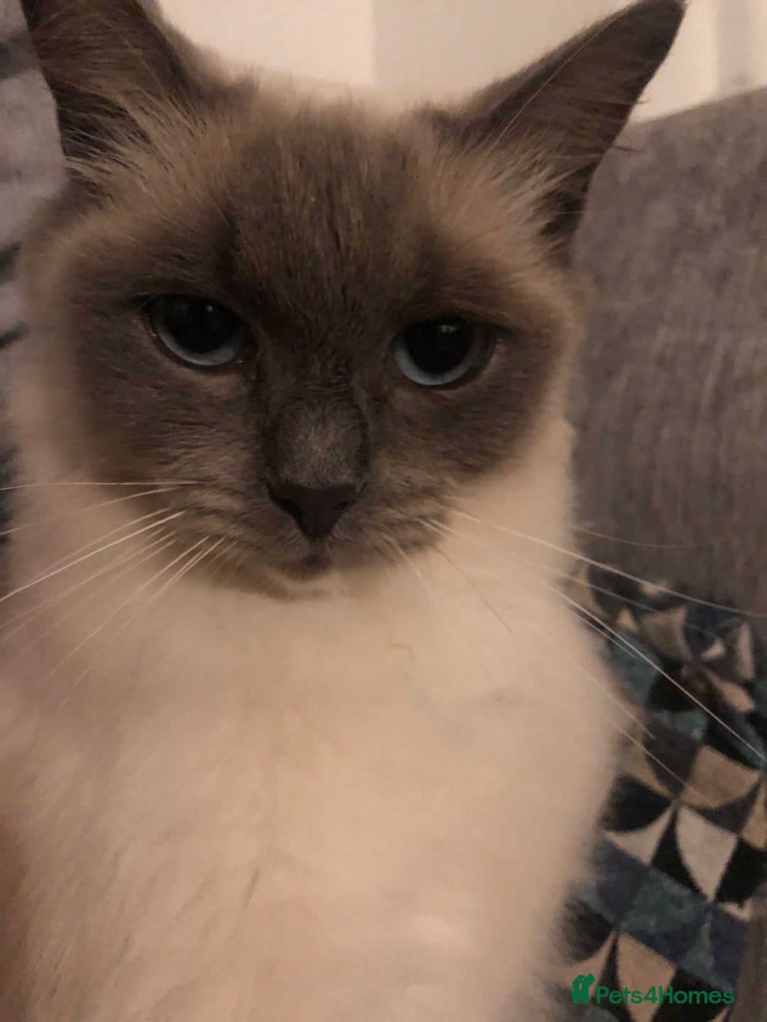 Ragdoll cats for sale: 2 x GCCF Registered Ragdolls for Sale - Image 13