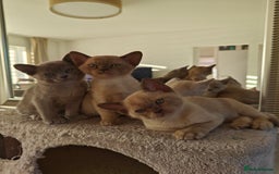 Burmese cats for sale: Lilac girl and chocolate boy - Advert 7