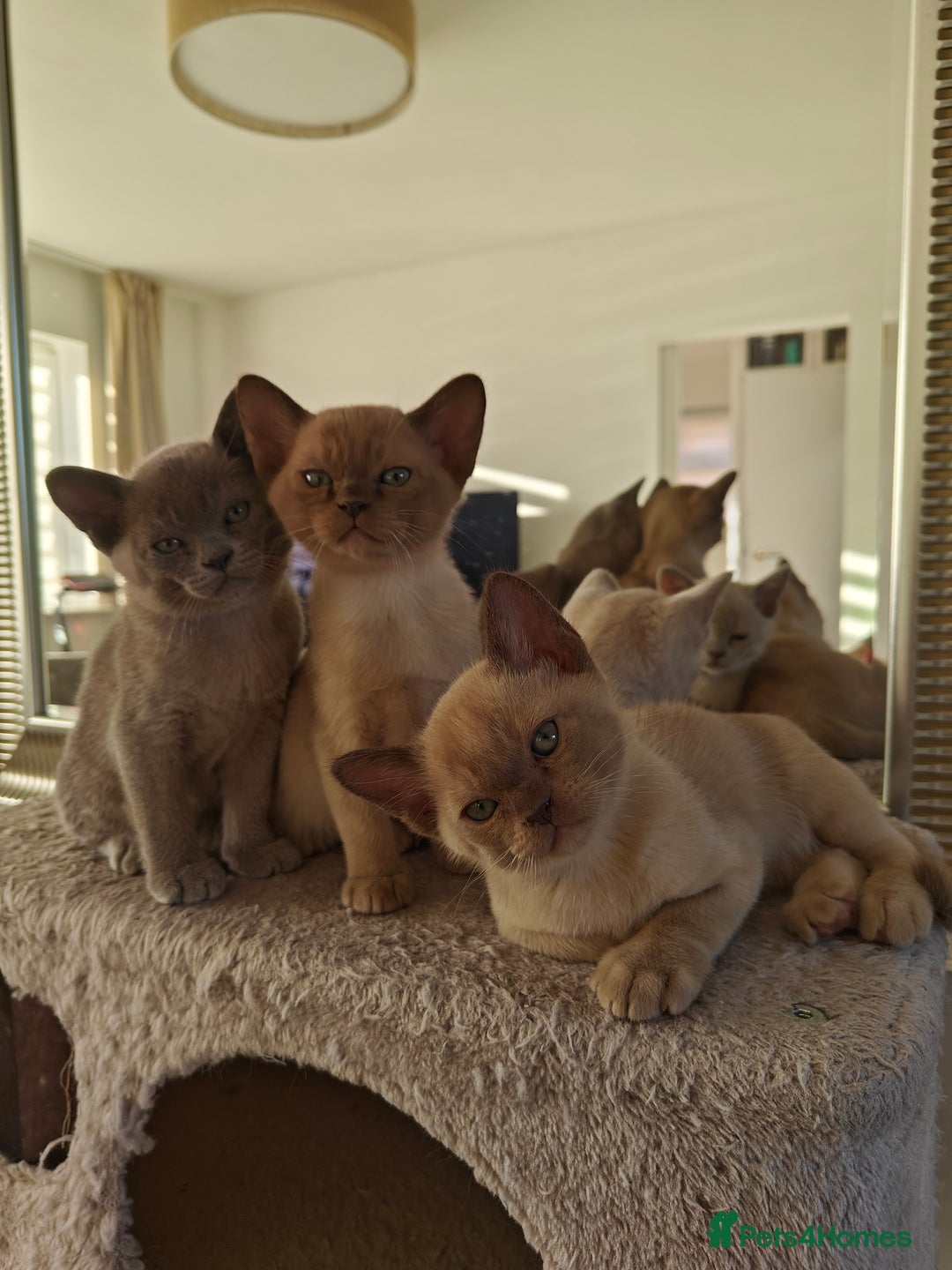 Burmese cats for sale: Lilac girl and chocolate boy - Advert 7