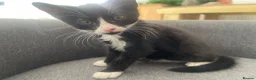 Mixed Breed cats for sale: cute kittens ready for a new home now  - Advert 16