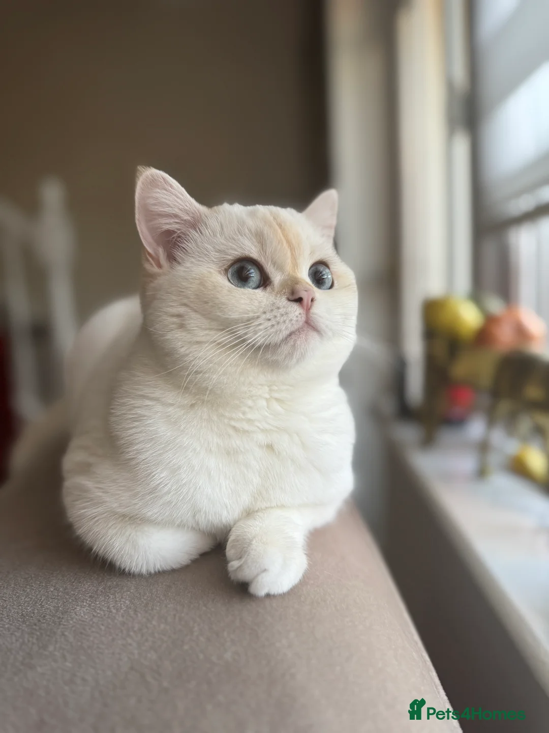 British Shorthair cats for sale: Beautiful British Shorthair Kitten Blue Eyes - Advert 3