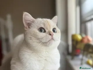 British Shorthair cats Beautiful British Shorthair Kitten Blue Eyes - Advert 5