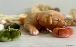 Labrador Retriever dogs for sale: Yellow Labrador Puppies - Image 17