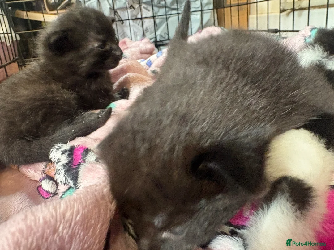 Mixed Breed cats for sale: 3 beautiful kittens for sale - Advert 8