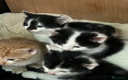 British Shorthair cats for sale: Farm kittens well socialised  - Image 4