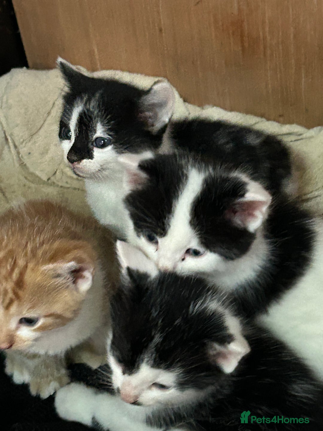 British Shorthair cats for sale: Farm kittens well socialised  - Image 4