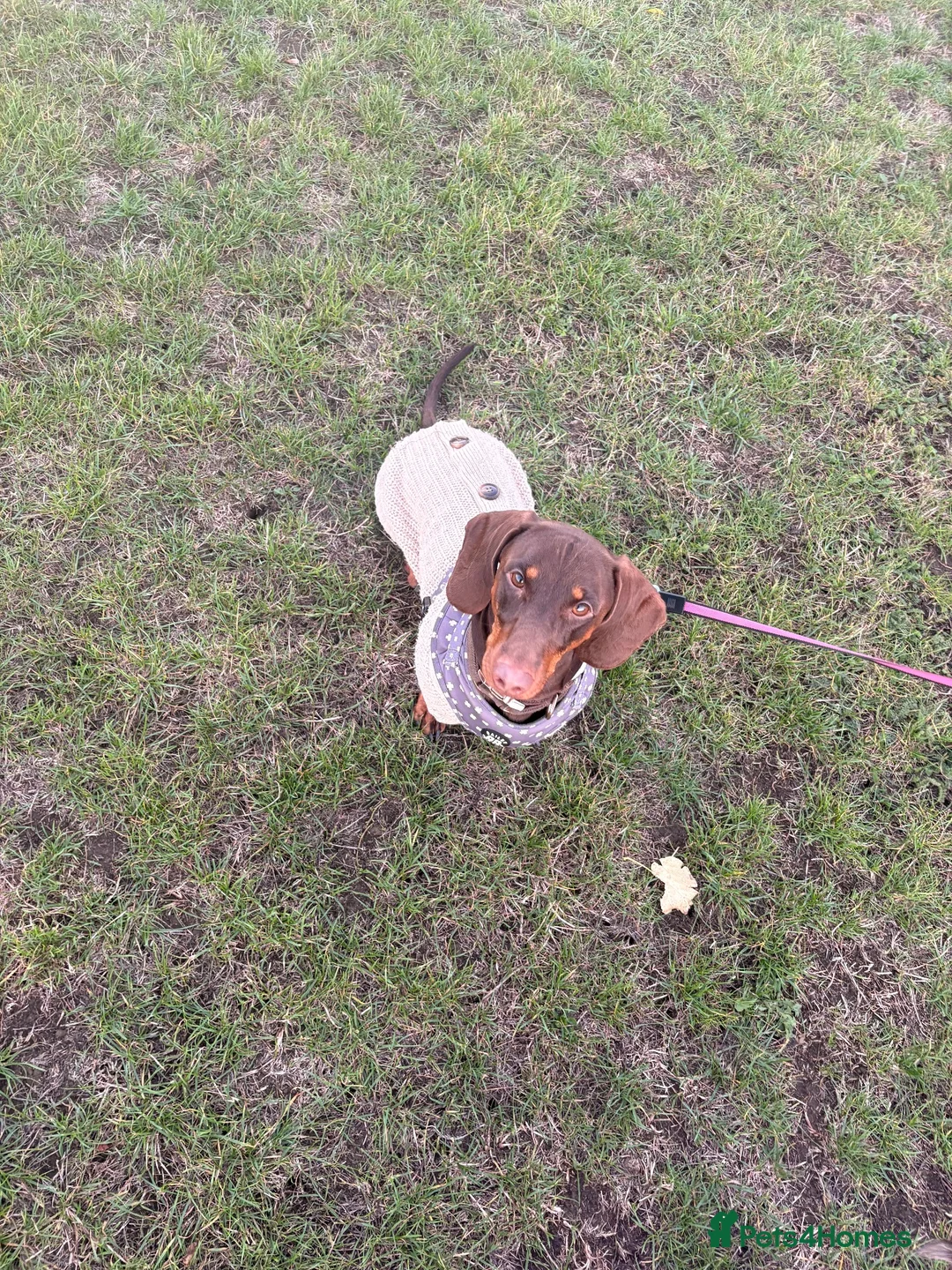 Dachshund dogs for stud: Orpheus  - Advert 9