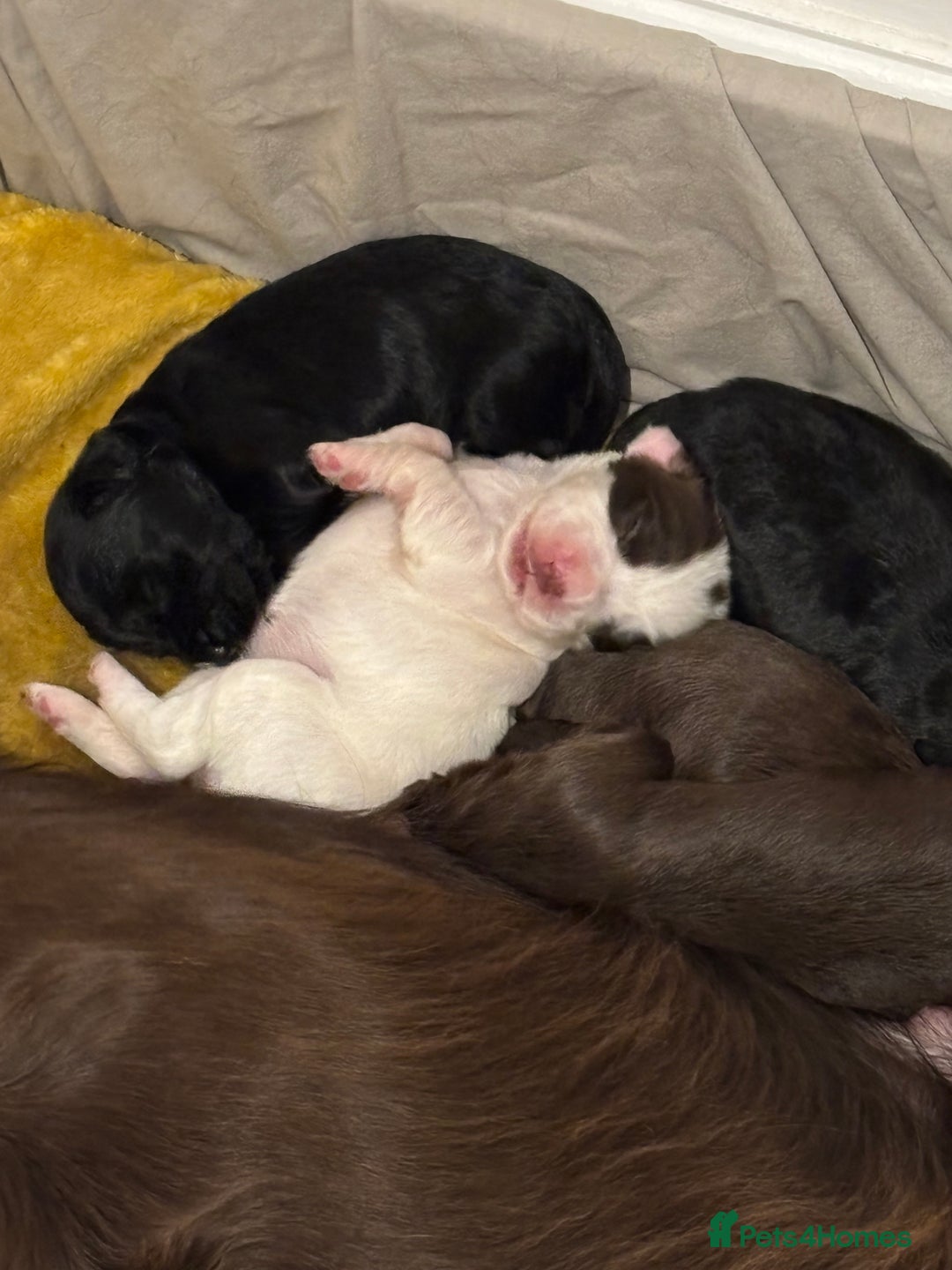 Cocker Spaniel dogs for sale: ** 1 GIRL LEFT** **READY NOW** Cocker Spaniel Pups - Advert 1