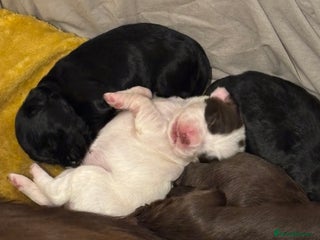 Cocker Spaniel dogs Working Cocker Spaniel Puppies - Advert 3