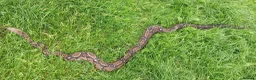 Boa Snake reptiles for sale: Common 100% Het Leopard proven breeder - Advert 1