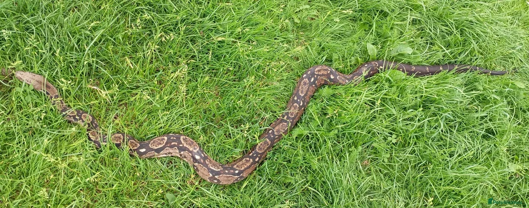 Boa Snake reptiles for sale: Common 100% Het Leopard proven breeder - Advert 1