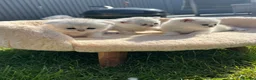 Scottish Fold cats for sale: Stunning Scottish Fold & Straight Show Kittens  - Advert 2
