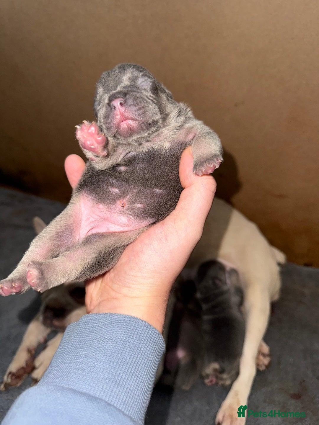 French Bulldog dogs for sale: French bull dog puppies looking for forever homes  - Advert 13