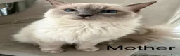 Ragdoll cats for sale: 5 Ragdoll Kittens For Sale - Advert 18
