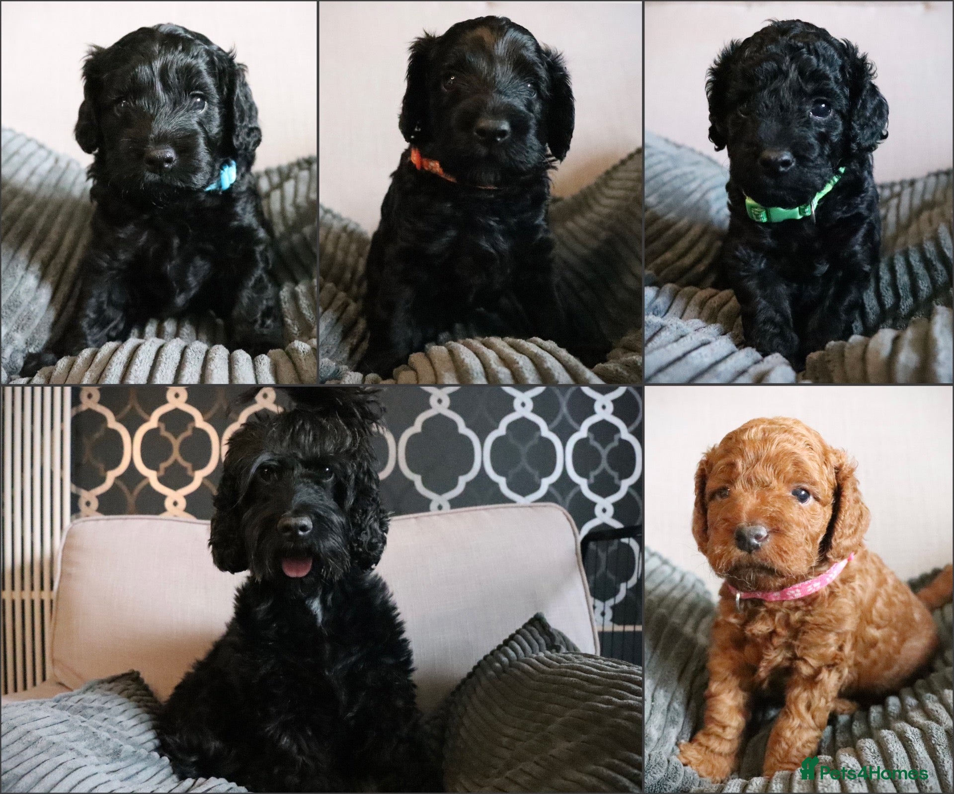Cockapoo dogs for sale: F1B Cockapoo Puppies - Advert 20