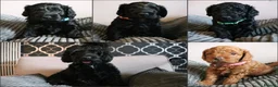 Cockapoo dogs for sale: F1B Cockapoo Puppies - Advert 1