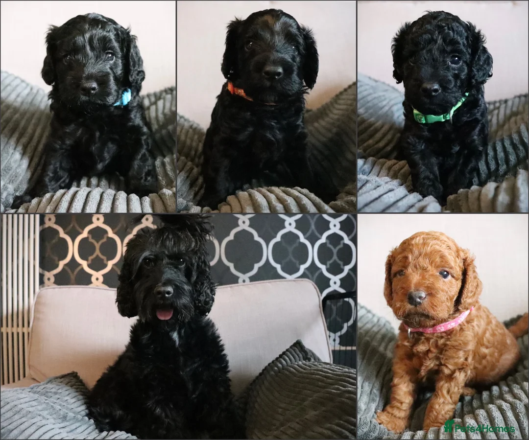 Cockapoo dogs for sale: F1B Cockapoo Puppies - Advert 1