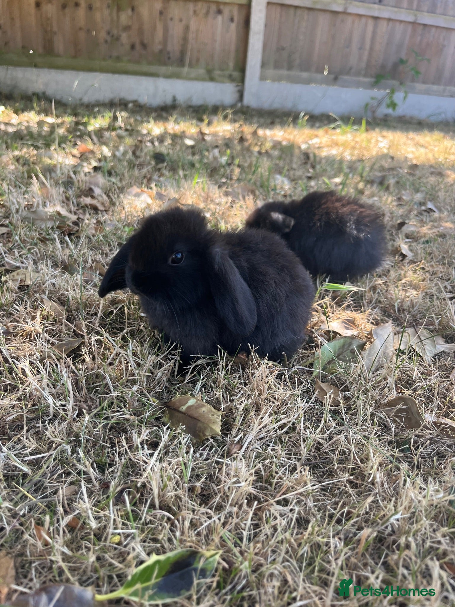 Mini Lop rabbits 🐰Pure Bred Mini Lop babies ~ Ready now🐰 - Advert 1