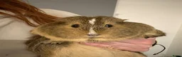 Guinea Pig rodents for sale: Two female guinea pigs in London - Advert 6
